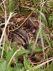 WhatsApp Image 2022-04-23 at 08.51.56.jpeg